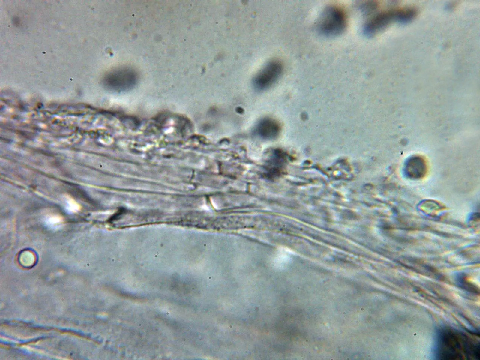 Microscopía de Mycena abramsii - 10 - Fíbula suprapellis
